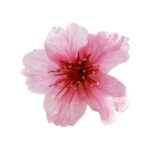 035 Marcador de Orto Cerejeira