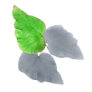 036 Marcador da Folha da Begônia