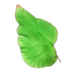 036 Marcador da Folha da Begônia