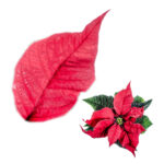 163 Marcador de Poinsettia