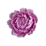 502 Marcador de Rosa Steele