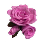 507 Marcador de Rosa Karter