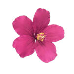 544 Marcador de Hibisco