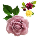 548 Marcador de Rosa CD