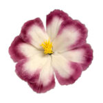 549 Marcador de Cosmos CD