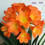 737 kit com cortador Flor do Campo