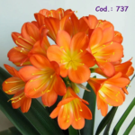 737 Marcador de Flor do Campo