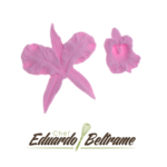 747 Orquídea Pequena EB