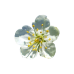 822 Marcador de Flor de Ameixa – Plum Blossom