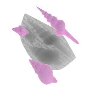 843 Trio de Conchas Ladonna Médias