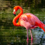 68 – Flamingos Tri